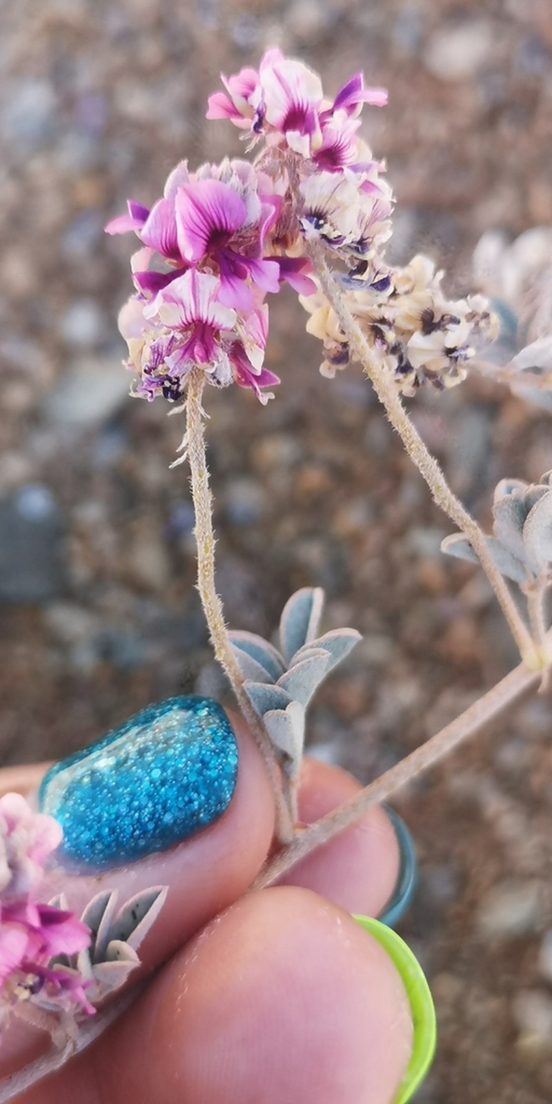Indigofera exigua photo 3