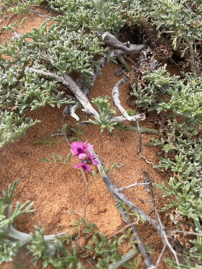Indigofera exigua photo 4