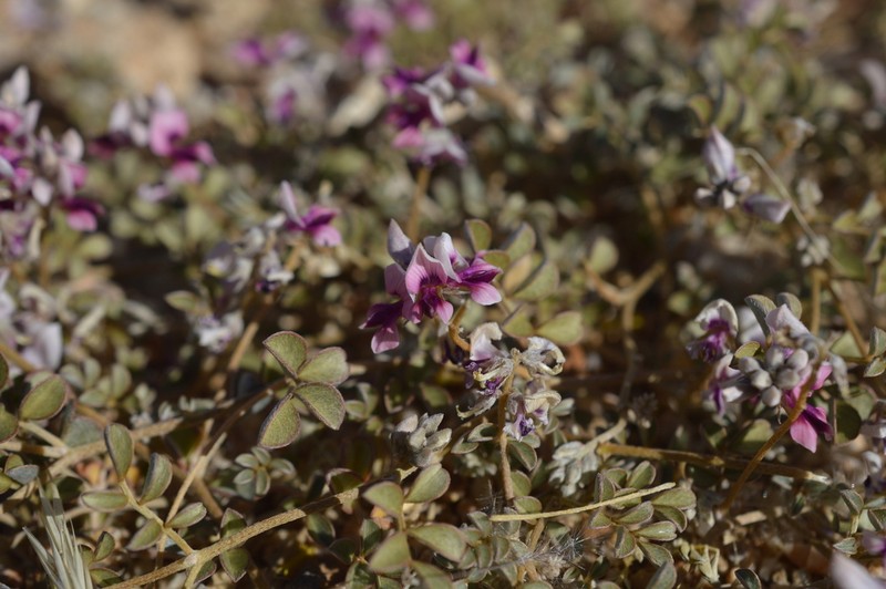 Indigofera exigua photo 5