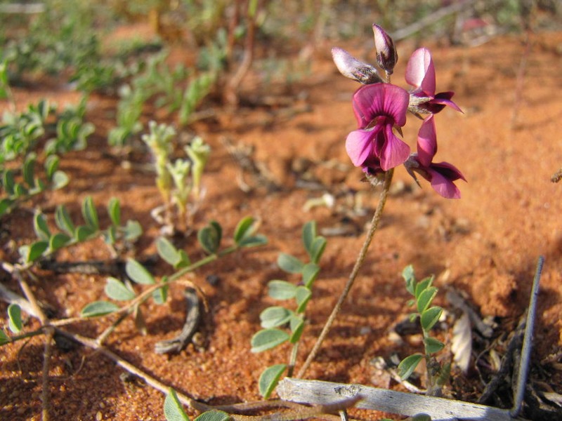 Indigofera exigua photo 6
