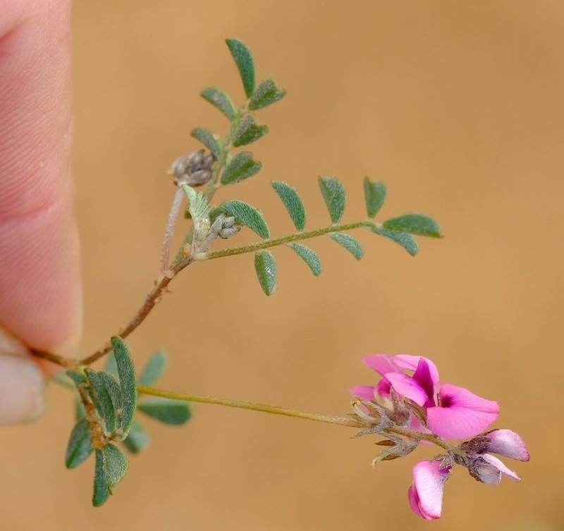 Indigofera exigua photo 7