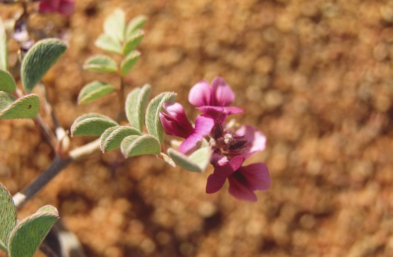 Indigofera exigua photo 8