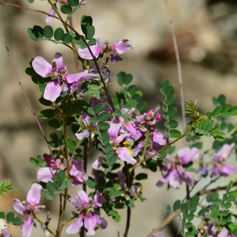 Indigofera exilis