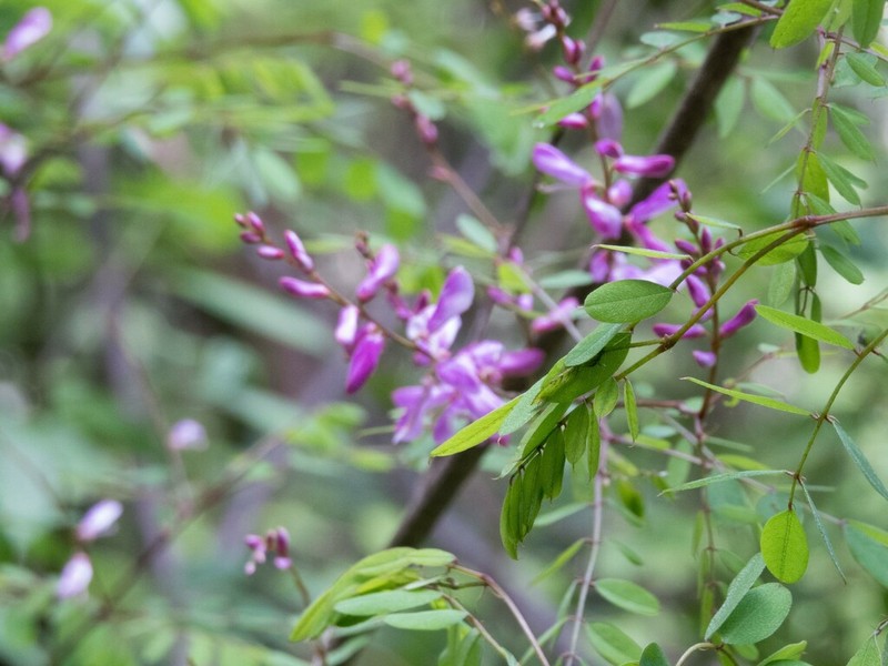 Indigofera exilis photo 2