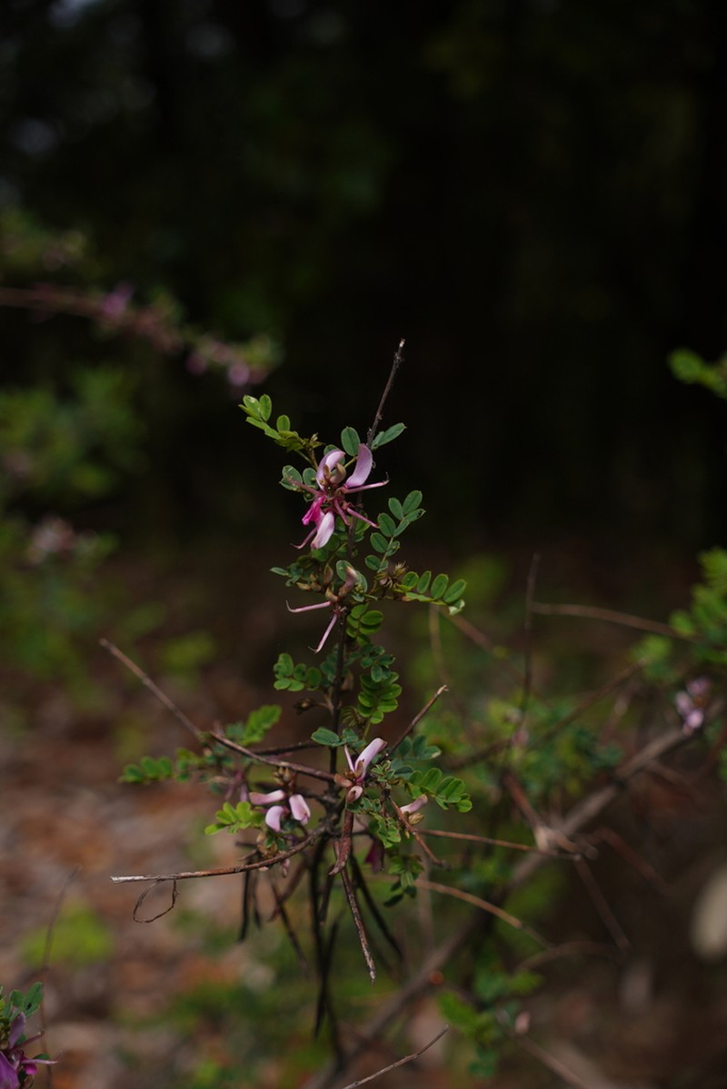 Indigofera exilis photo 3