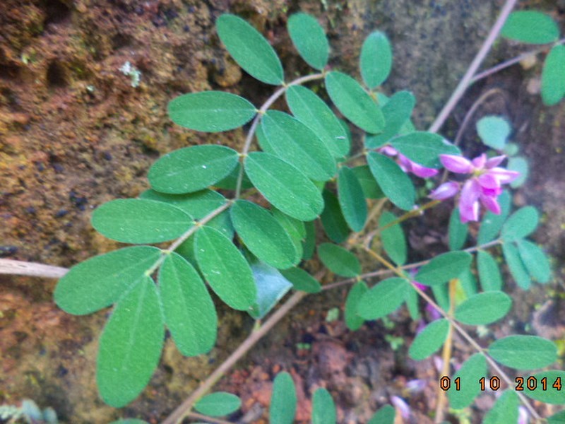 Indigofera exilis photo 5