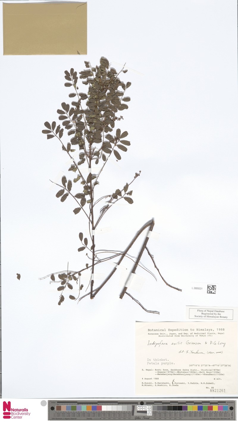 Indigofera exilis photo 6