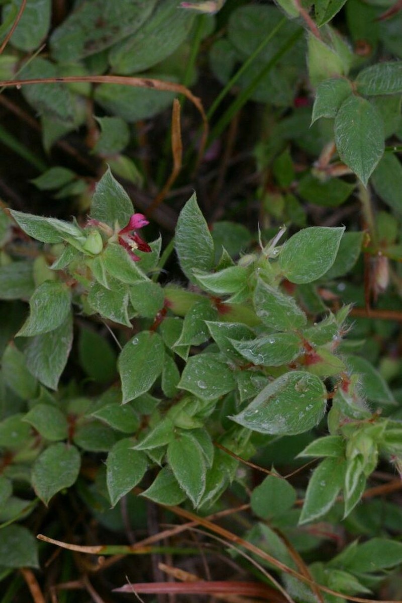 Indigofera eylesiana