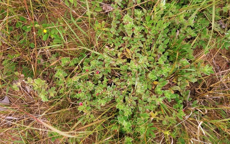 Indigofera eylesiana photo 2