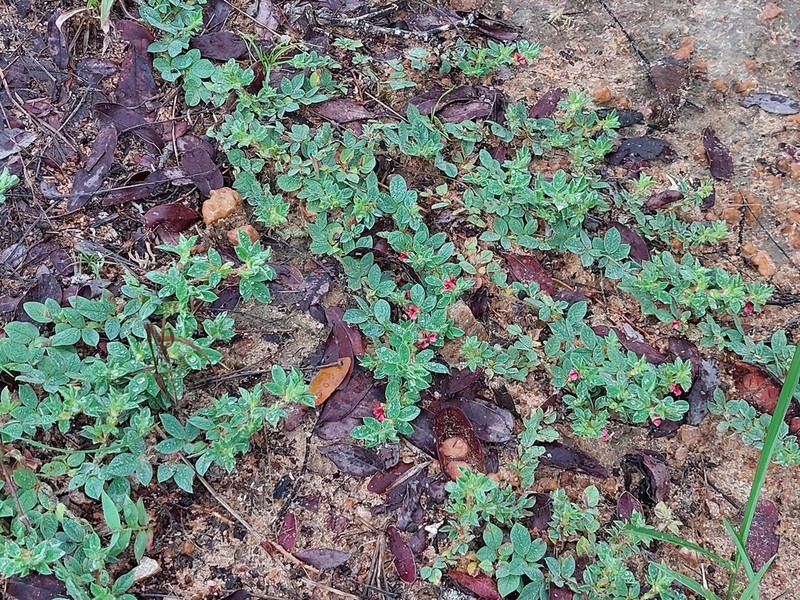 Indigofera eylesiana photo 3