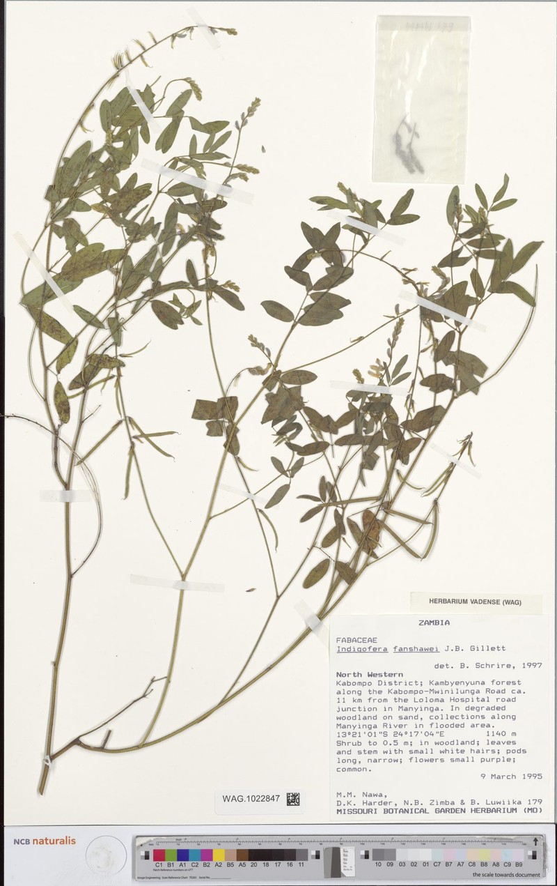 Indigofera fanshawei