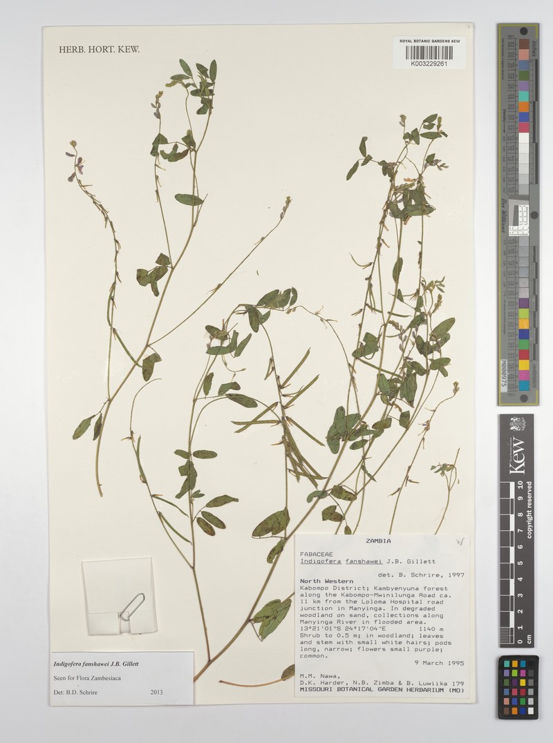 Indigofera fanshawei photo 2