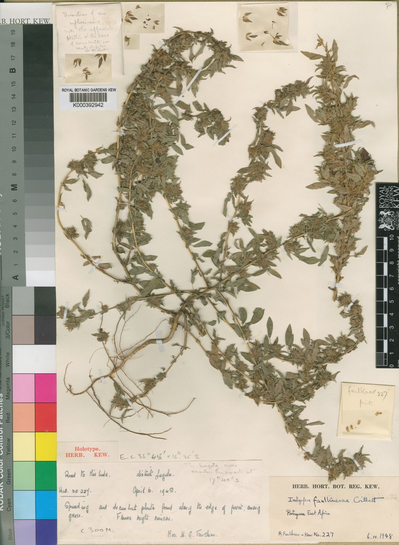Indigofera faulknerae