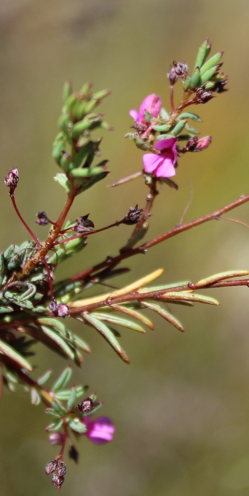 Indigofera filicaulis