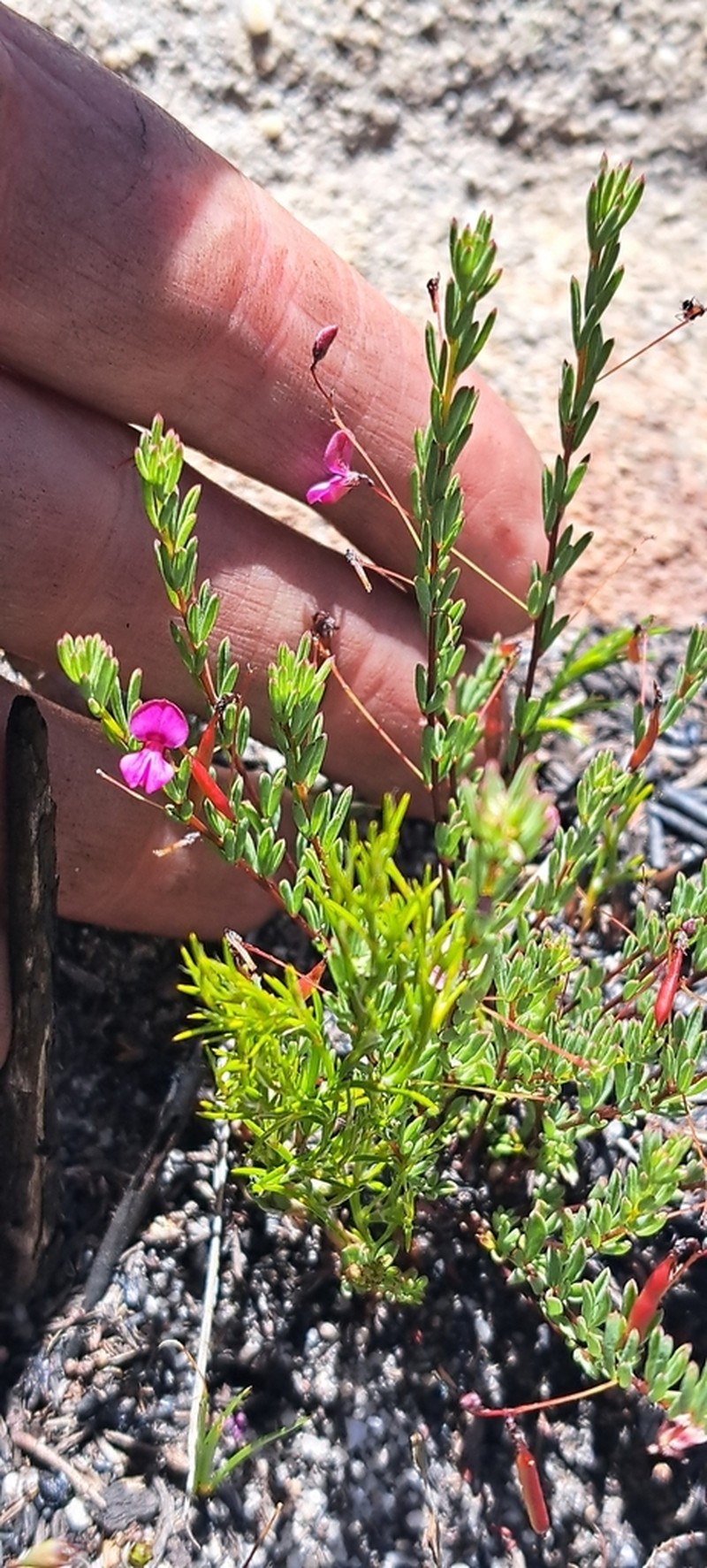 Indigofera filicaulis photo 2