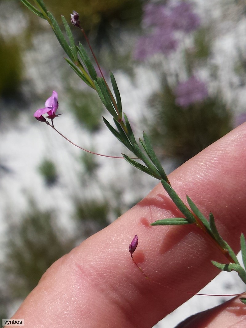 Indigofera filicaulis photo 3