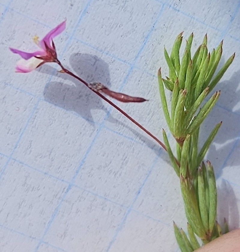 Indigofera filicaulis photo 4