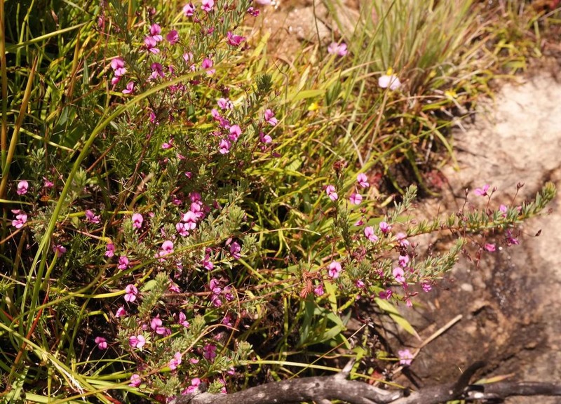 Indigofera filicaulis photo 6