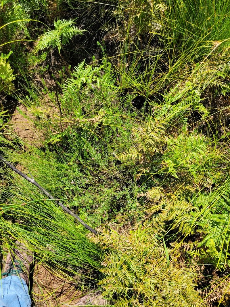 Indigofera filicaulis photo 7