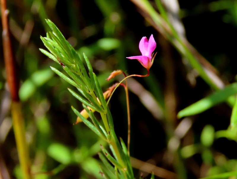 Indigofera filicaulis photo 8