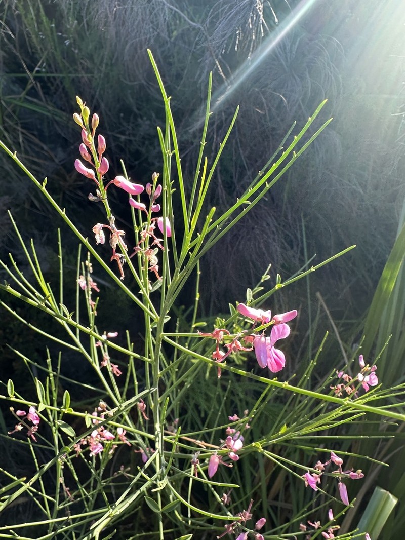 Indigofera filifolia