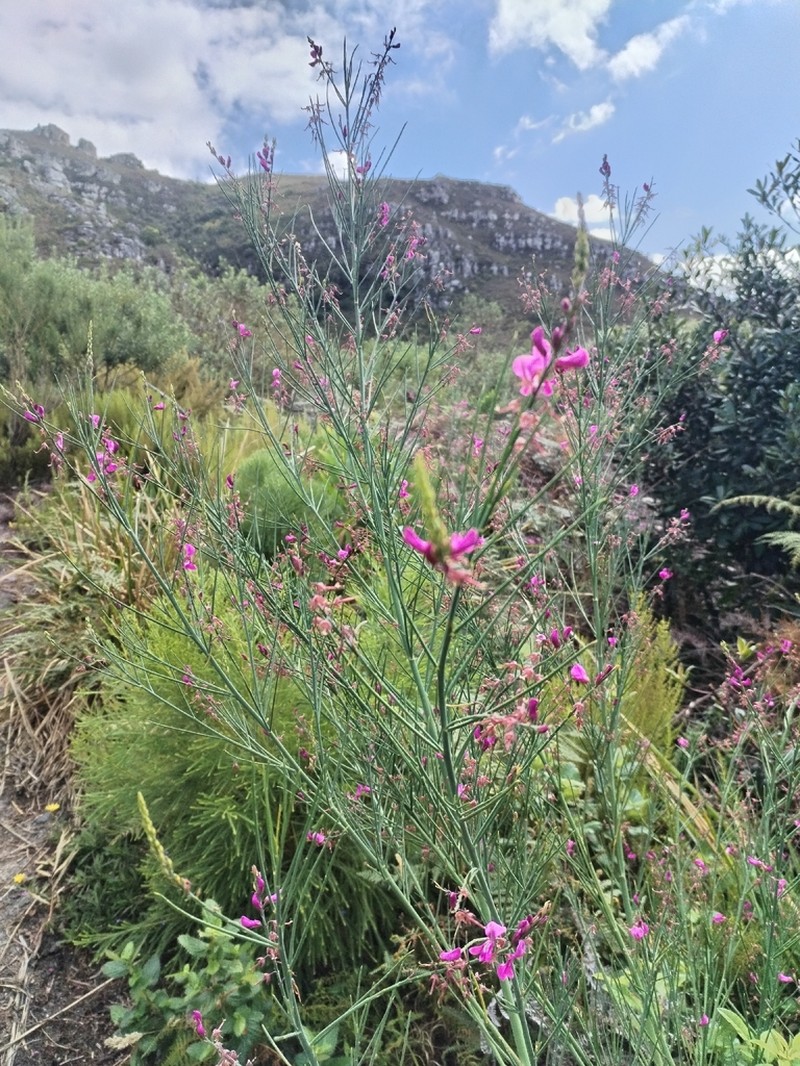 Indigofera filifolia photo 2