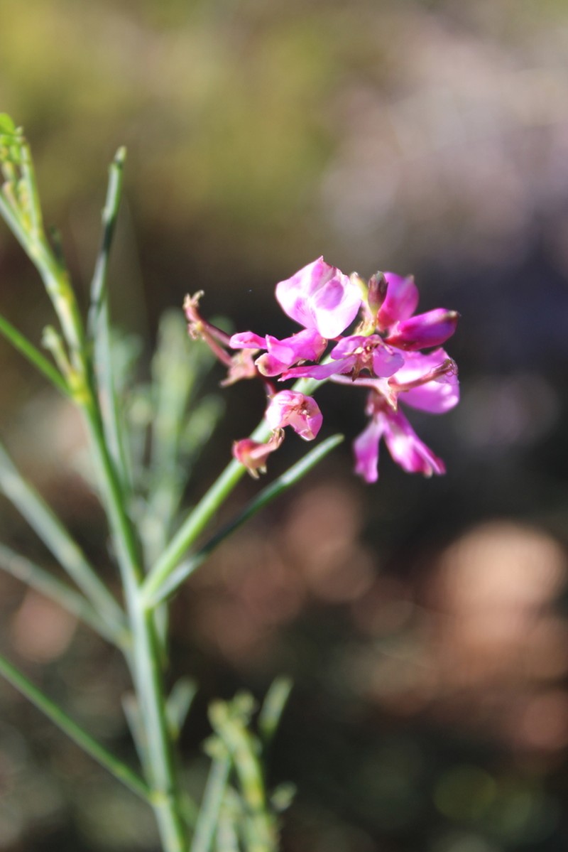 Indigofera filifolia photo 3