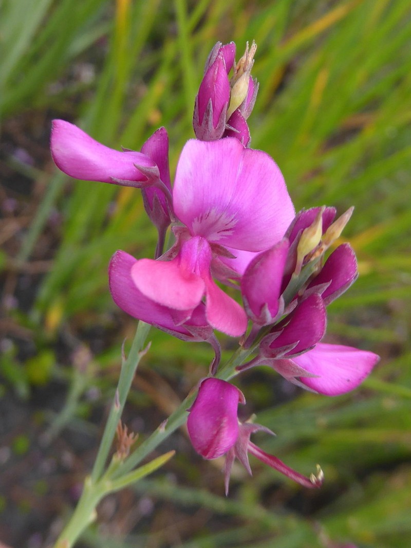 Indigofera filifolia photo 4