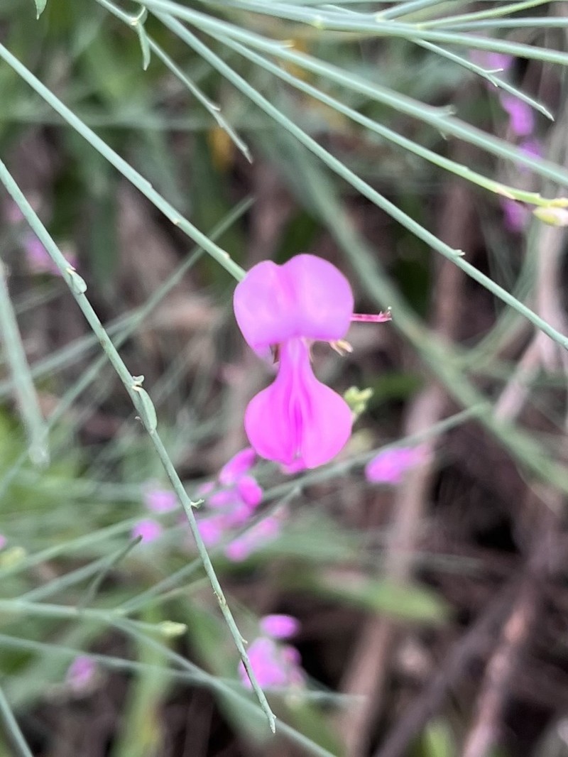 Indigofera filifolia photo 5