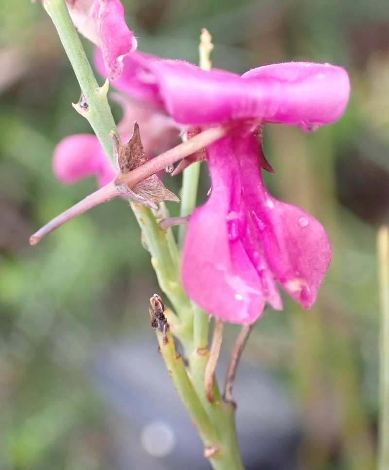 Indigofera filifolia photo 6