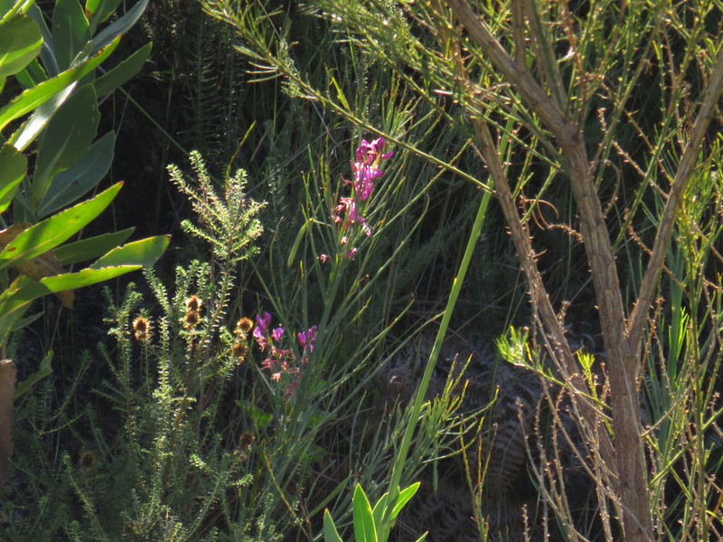 Indigofera filifolia photo 7