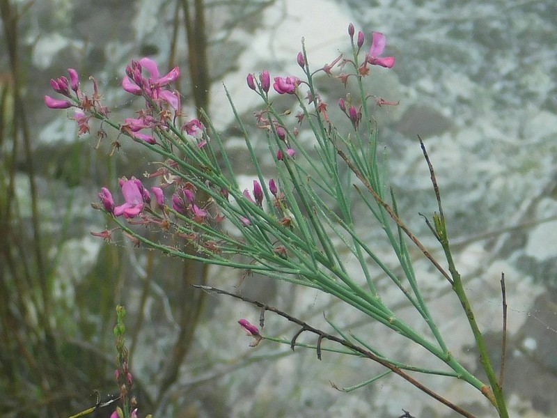 Indigofera filifolia photo 8