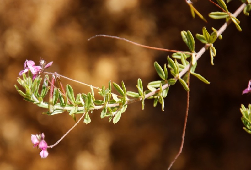 Indigofera filiformis photo 2
