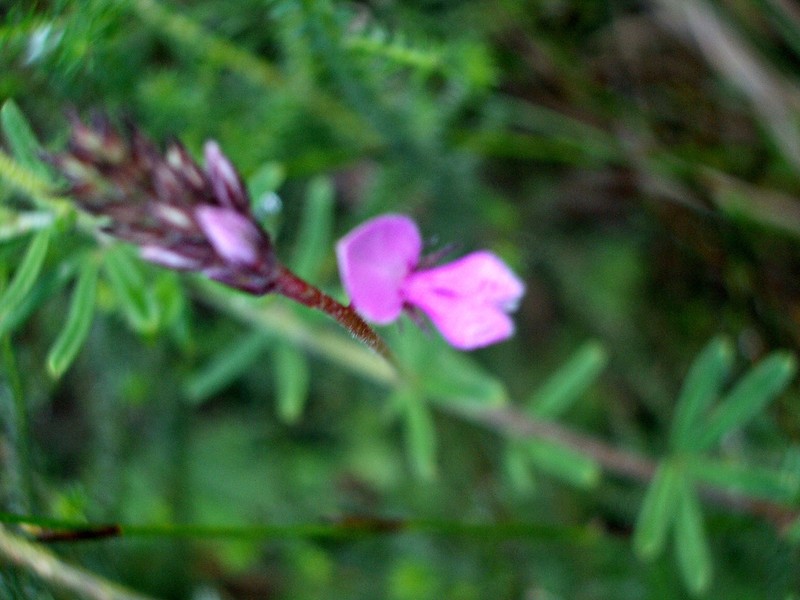 Indigofera filiformis photo 3
