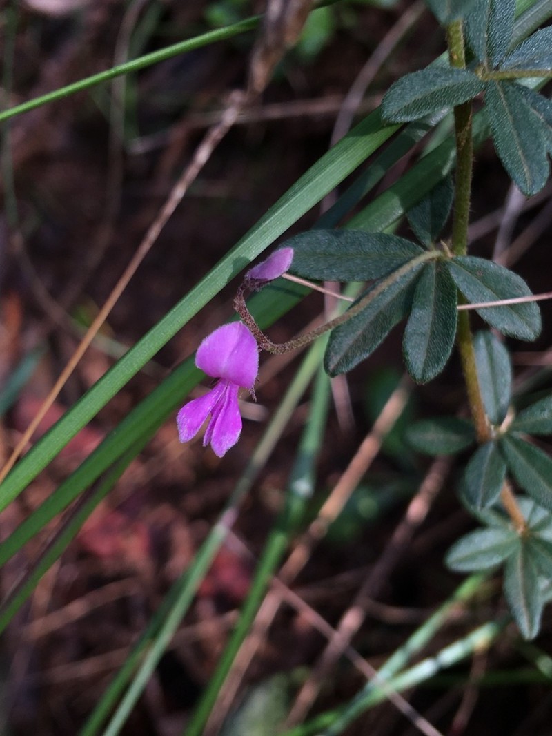 Indigofera filiformis photo 4