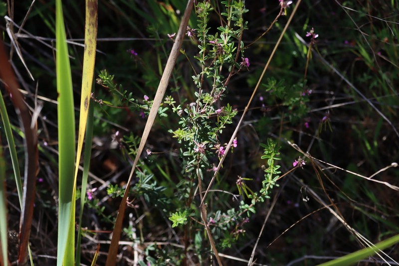 Indigofera filiformis photo 5