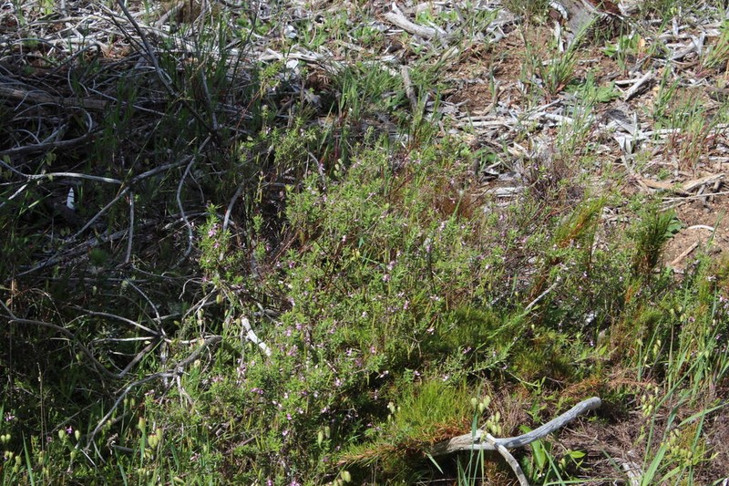 Indigofera filiformis photo 6