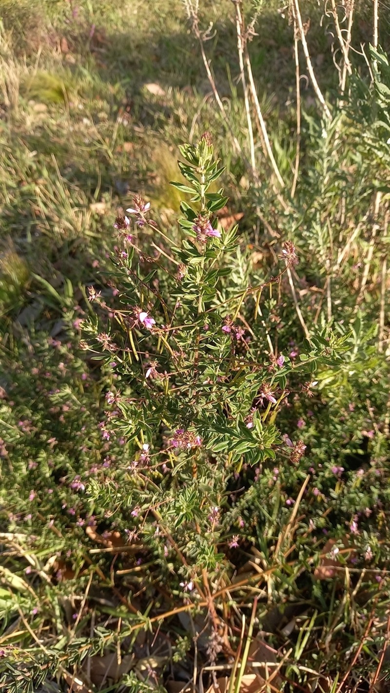 Indigofera filiformis photo 7