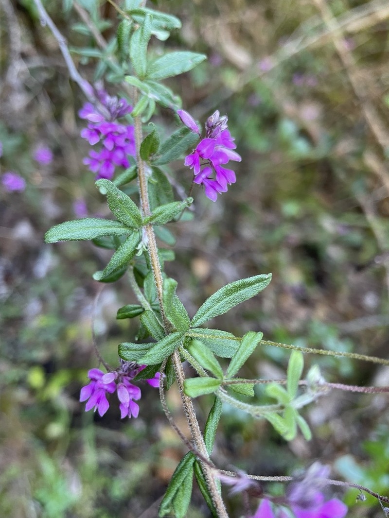 Indigofera filiformis photo 8