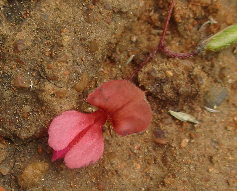 Indigofera filipes