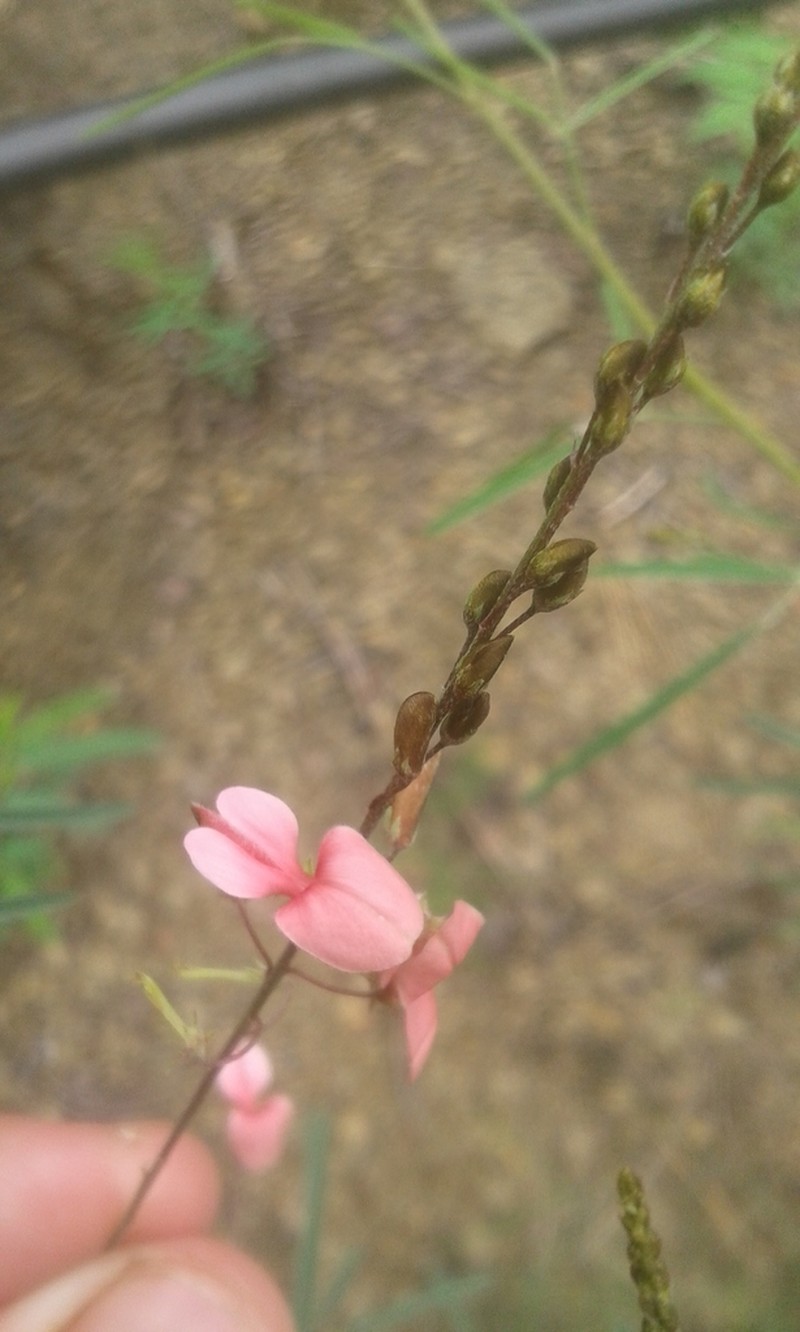 Indigofera filipes photo 2