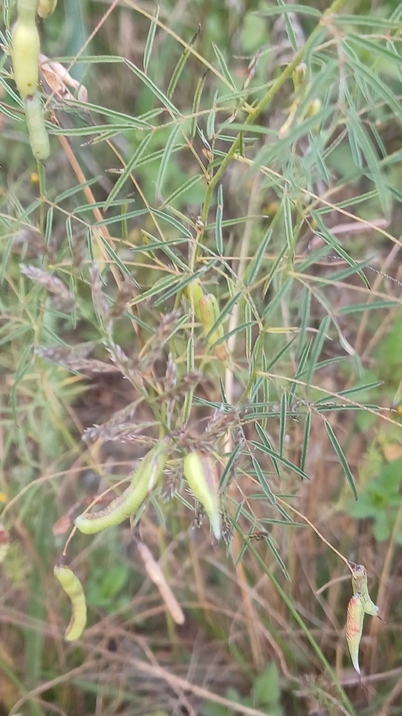 Indigofera filipes photo 3