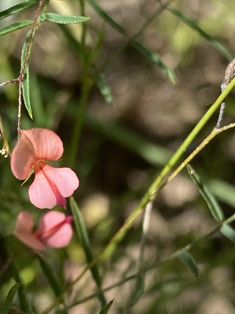 Indigofera filipes photo 5