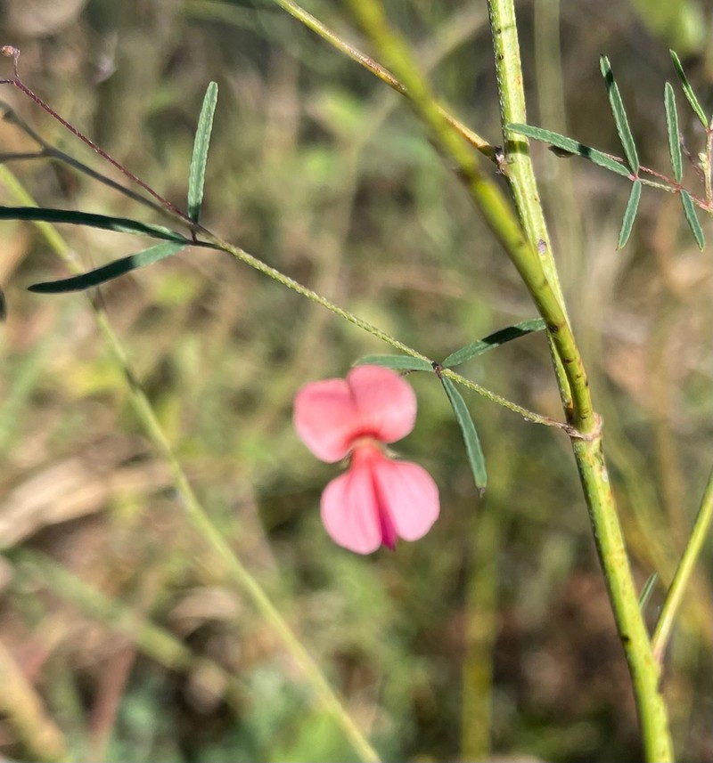 Indigofera filipes photo 6
