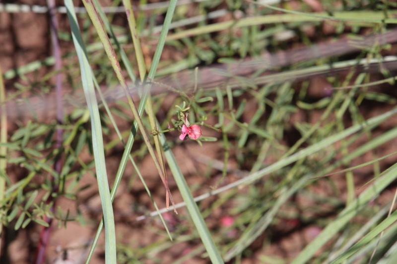 Indigofera filipes photo 7