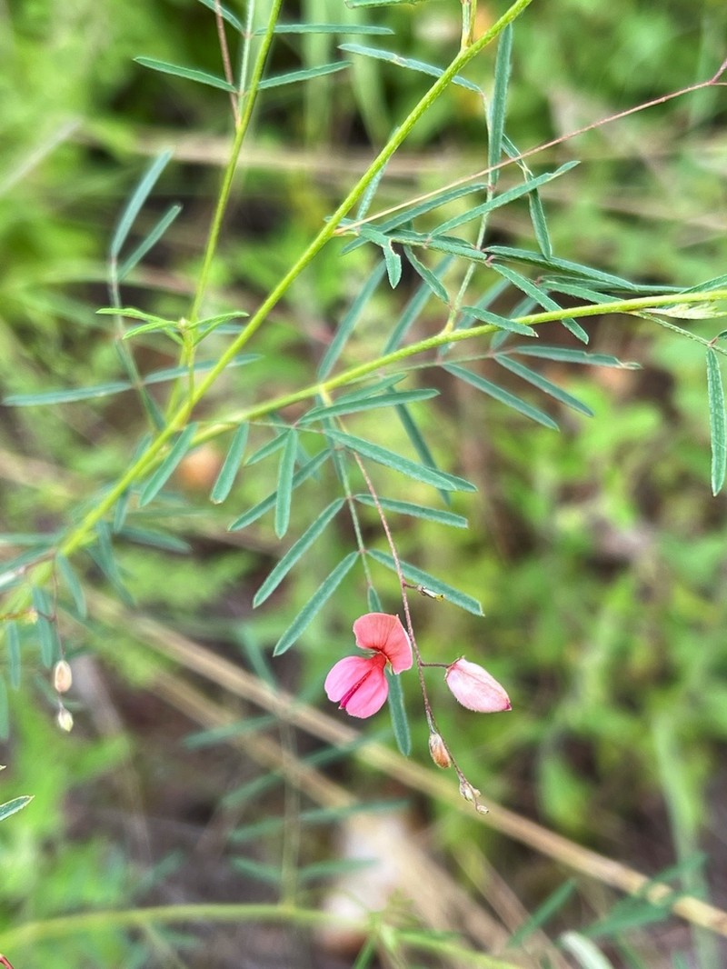 Indigofera filipes photo 8