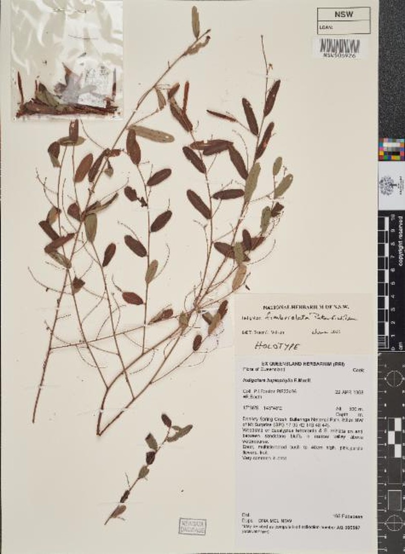Indigofera fimbriolata