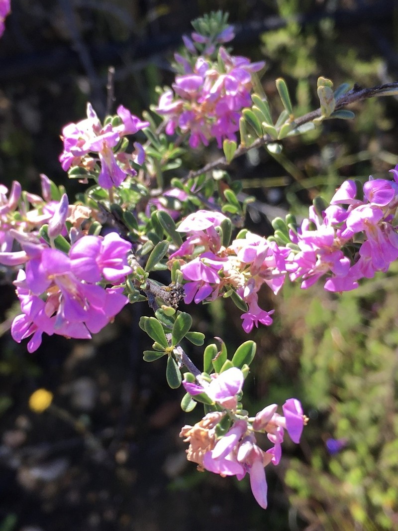 Indigofera flabellata photo 2