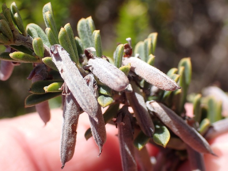 Indigofera flabellata photo 3