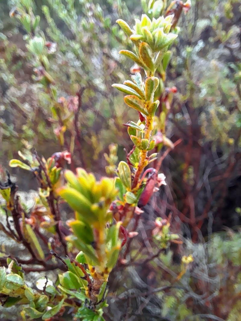 Indigofera flabellata photo 5